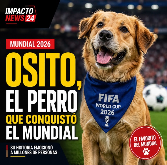 osito perro